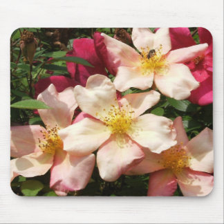Mousepad Mutabilis aumentou