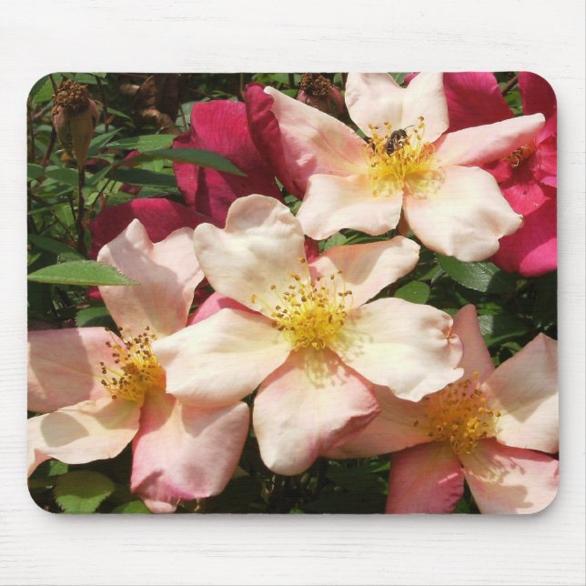 Mousepad Mutabilis aumentou (Frente)