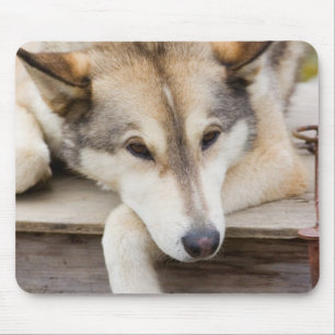 Mousepad N.A., EUA, Alasca. Cães de trenó Husky