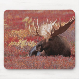 Mousepad N.A., EUA, Alaska, parque nacional de Denali, Bull
