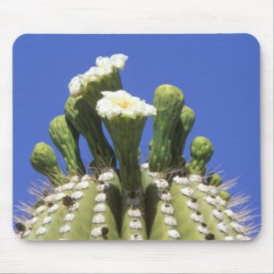 Mousepad N.A., EUA, Arizona, Tucson, Deserto de Sonora 2