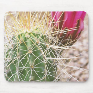 Mousepad N.A., EUA, AZ, Phoenix, Jardim Botânico do Deserto