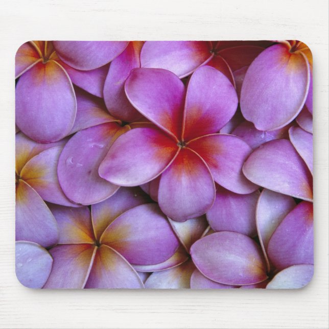 Mousepad N.A., EUA, Maui, Havaí. A Plumeria Rosa floresce. (Frente)