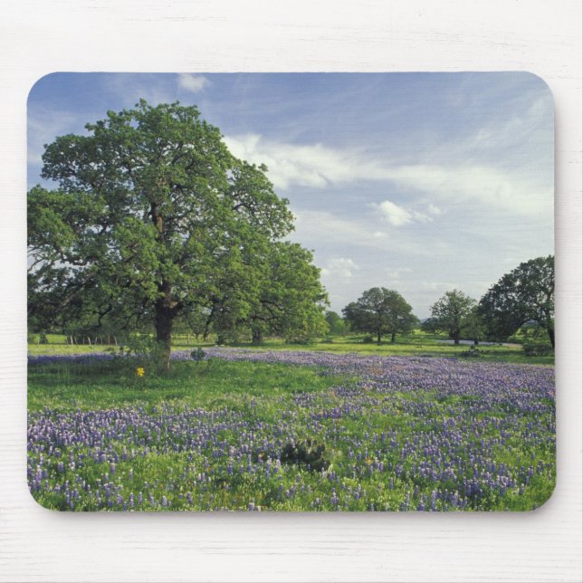 Mousepad N.A, EUA, Texas, Lago Buchanan, Carvalhos e Azul (Frente)
