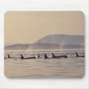 Mousepad N.A., EUA, Washington, Ilhas San Juan Orca