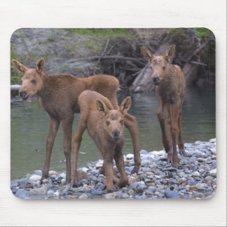 Mousepad N nascido levantado em Talkeetna, Alaska