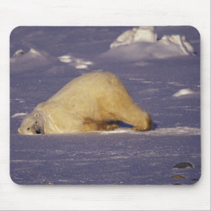 Mousepad NA, Canadá, Manitoba, Churchill, Urso polar