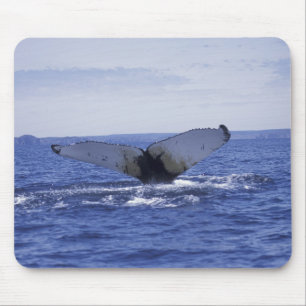 Mousepad NA, Canadá, Terra Nova, Baía da Trindade. Jubarte