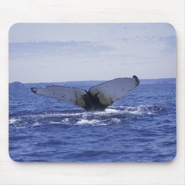 Mousepad NA, Canadá, Terra Nova, Baía da Trindade. Jubarte (Frente)