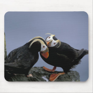 Mousepad NA, EUA, Alasca, Mar de Bering, Pribilofs. Penacho