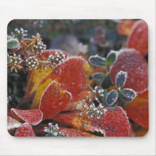 Mousepad NA, EUA, Alasca, Parque Nacional Denali Congelado,