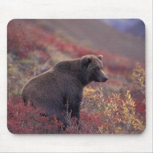 Mousepad NA, EUA, Alasca, Parque Nacional Denali. Uma fêmea