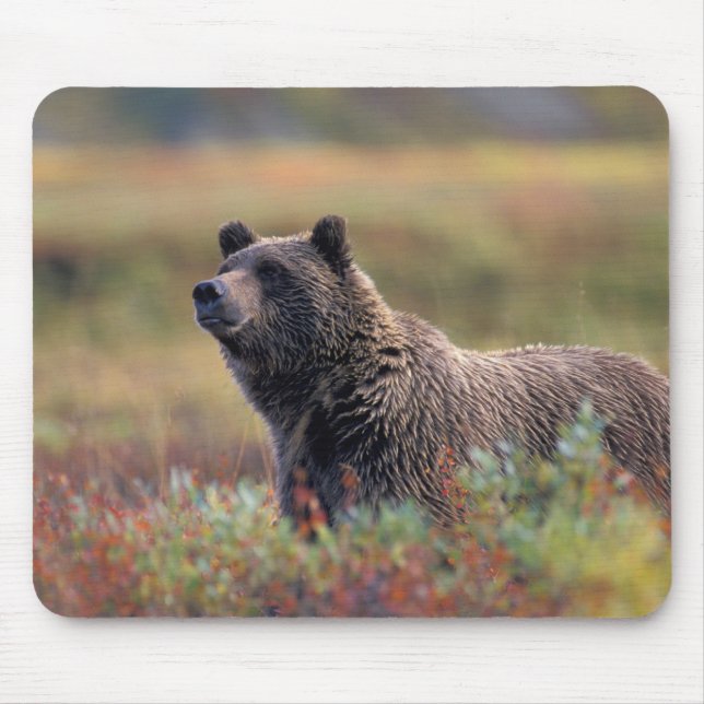 Mousepad NA, EUA, Alasca, Parque Nacional Denali, Urso pard (Frente)