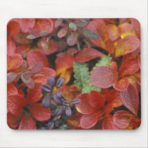 Mousepad NA, EUA, Alasca. Parque Nacional Denali. Uva-de-ur