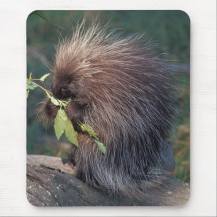 Mousepad NA, EUA, Alasca, Porco-espinho cativo