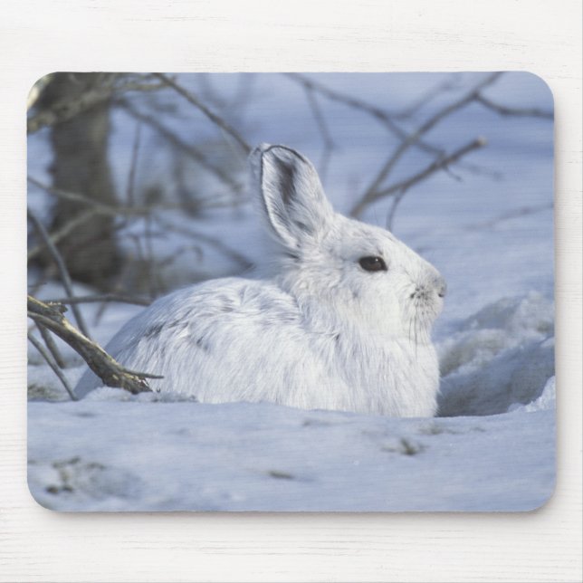 Mousepad NA, EUA, Alasca. Vida Selvagem Nacional do Ártico (Frente)