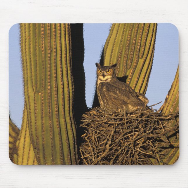 Mousepad NA, EUA, Arizona, Tucson. Coruja-grande (Frente)
