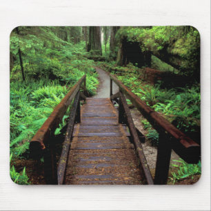 Mousepad NA, EUA, Califórnia, Jedidiah Smith Redwoods
