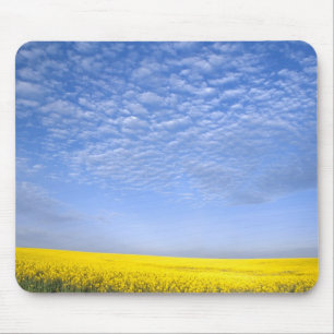 Mousepad Na, EUA, ID, Grangeville, Campo de Cultura de Cano