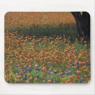 Mousepad NA, EUA, Texas, Hill Country, Pincel e
