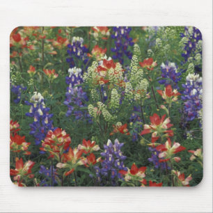 Mousepad NA, EUA, Texas, perto de Marble Falls, Pincel