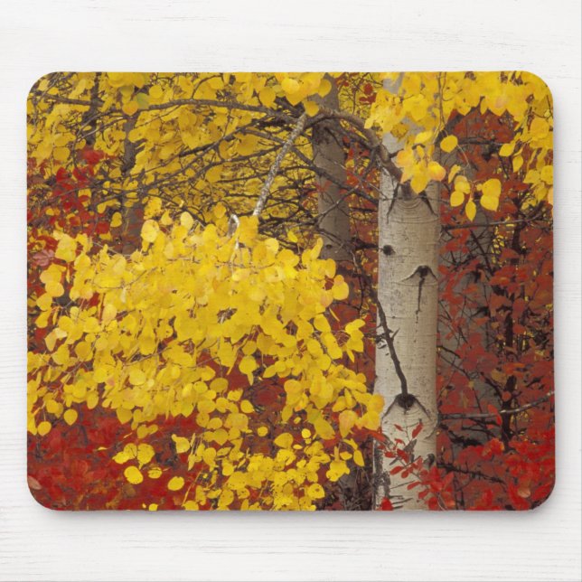 Mousepad NA, EUA, Washington, Wenatchee National Forest. (Frente)