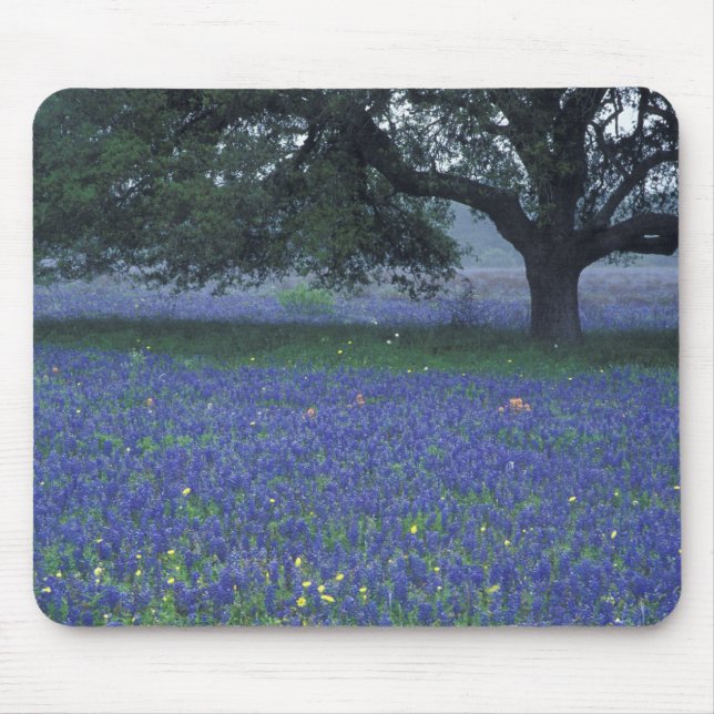 Mousepad NA, Texas, Devine, Carvalho e boninas azuis (Frente)