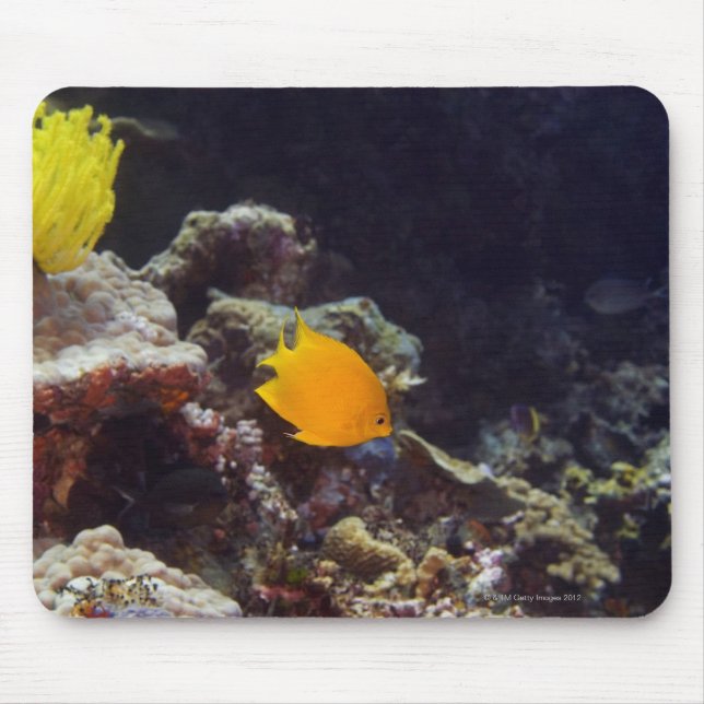 Mousepad Nado de tamboril (Centropyge heraldi) (Frente)
