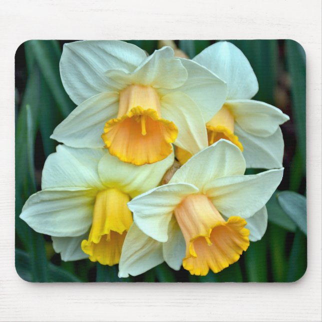 Mousepad Narcisos amarelos da primavera (Frente)