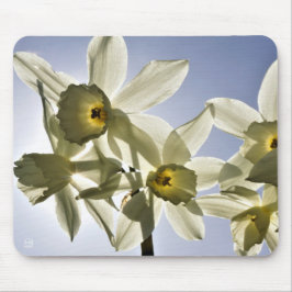 Mousepad Narcissen die bloeien met een lente blauwe lucht 
