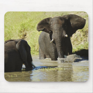 Mousepad Natação do elefante