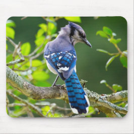 Mousepad Natureza Fotografia Shy Blue Jay Roupa presente