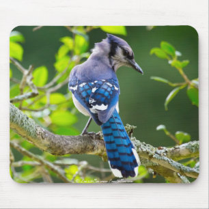 Mousepad Natureza Fotografia Tímida Roupa Azul Jay Present