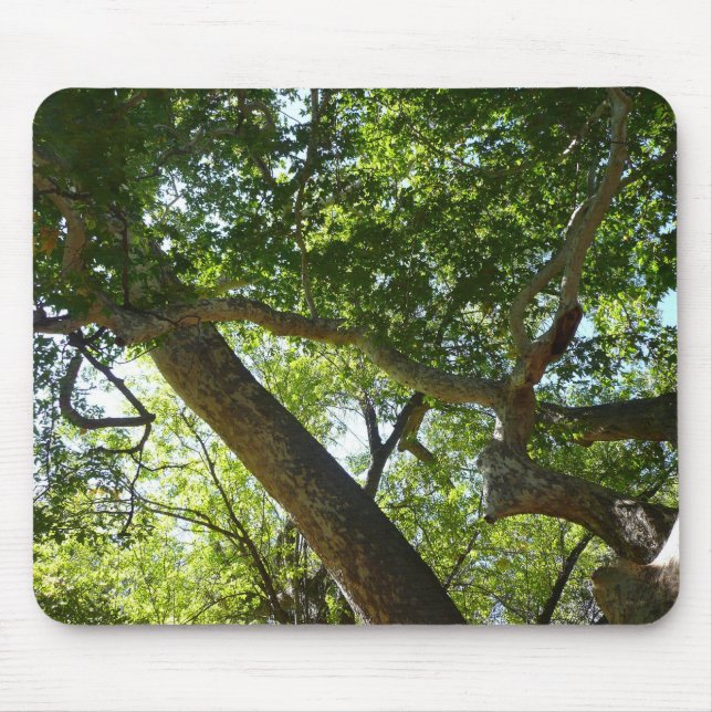 Mousepad Natureza Verde da Árvore Sycamore (Frente)