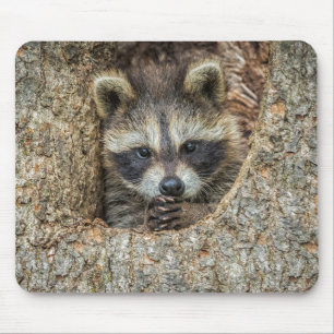 Mousepad Ninho de Guaxinim Dentro de uma Cavidade de Árvore