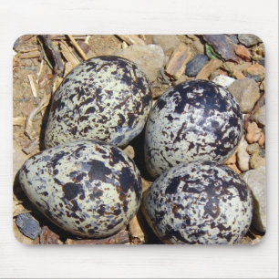 Mousepad Ninho do KillDeer com ovos
