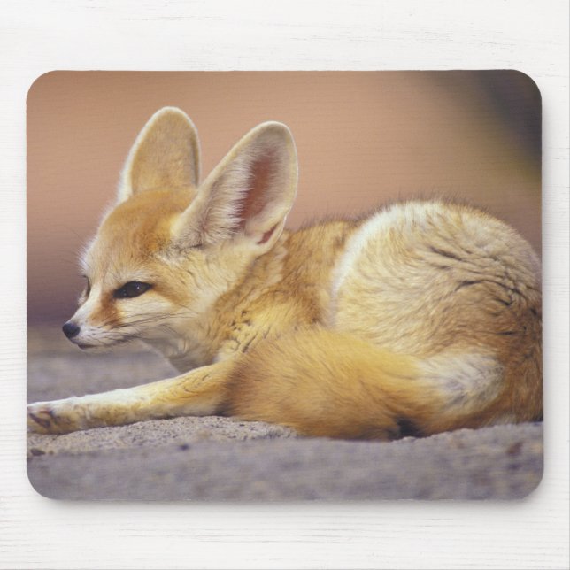 Mousepad Norte da África. Feneco Fennecus zerda) (Frente)