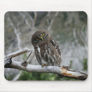 Mousepad Norte Pygmy Owl