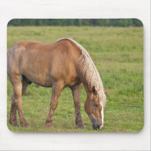 Mousepad Novo Brunswick, Canadá. Cavalo no campo.