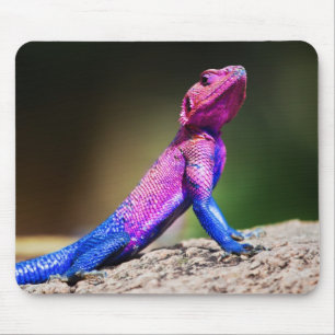 Mousepad O agamá de cabeça chata de Mwanza na rocha