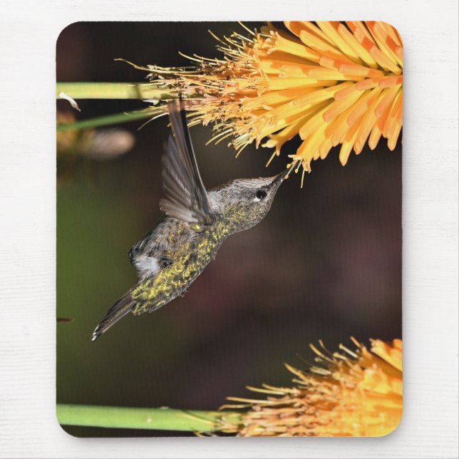 Mousepad O beija-flor da Anna, beija-flor, ave (Frente)