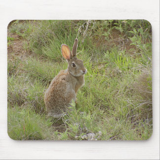 Mousepad O coelho olha sobre o ombro