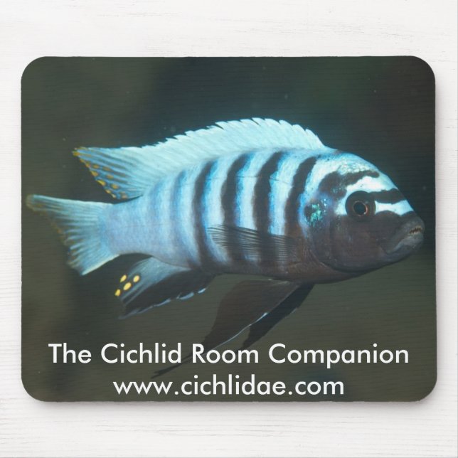 Mousepad O companheiro da sala da cichlidae - zebra de (Frente)