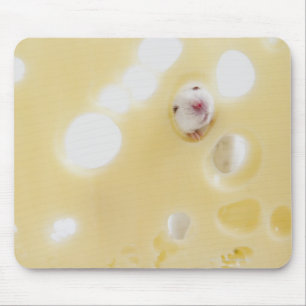 Mousepad O estúdio disparou do rato branco que olha atrav