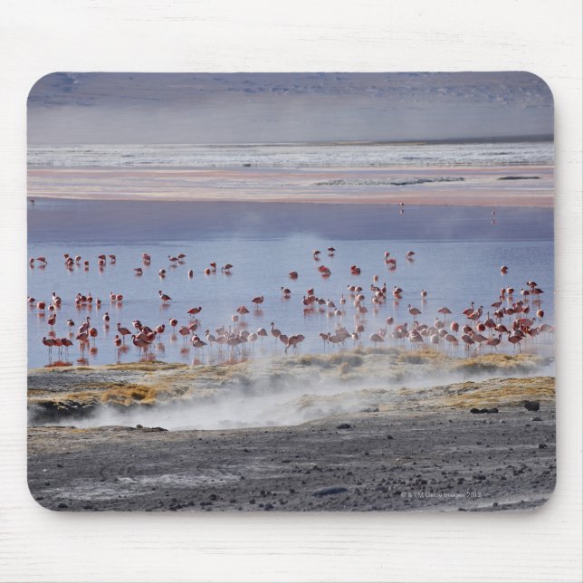 Mousepad O Flamingo de James, o Phoenicoparrus jamesi (Frente)