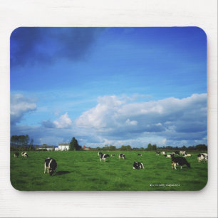 Mousepad O gado do Holstein-Frisão aproxima Thurles, Co