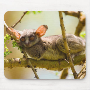 Mousepad O Gálago do Senegal (Galago Senegalensis)
