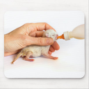 Mousepad O gatinho recém-nascido é alimentado com uma gar
