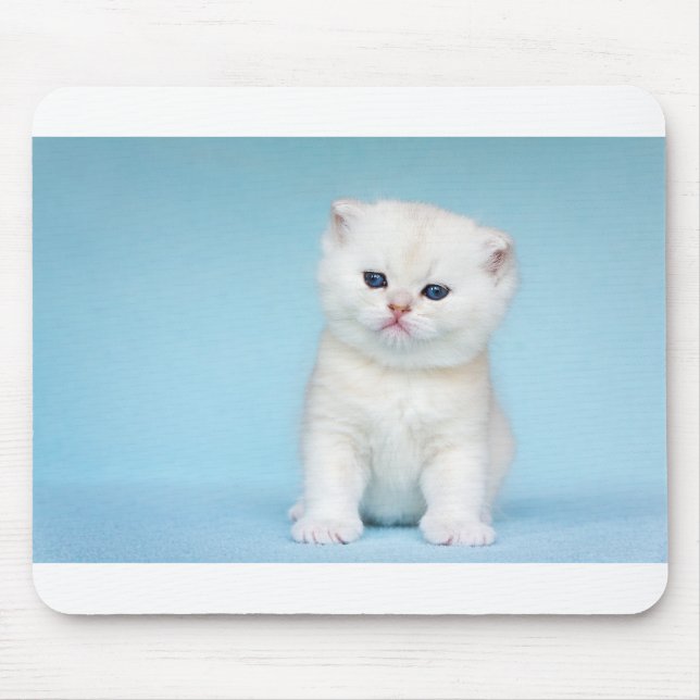Mousepad O gato branco novo senta-se no fundo azul (Frente)