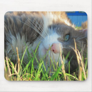 Mousepad O gato ensolarado está ensolarado